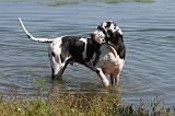 DOGUE ALLEMAND 076